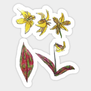 Trout Lily Wildflower Anatomy Sticker